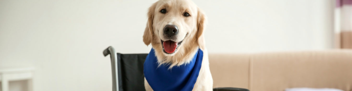Golden Labrodor Retriever emotional support animal - Florida Condo Attorneys