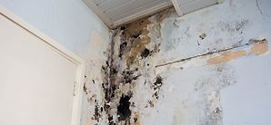 Water and Mold Damage Law