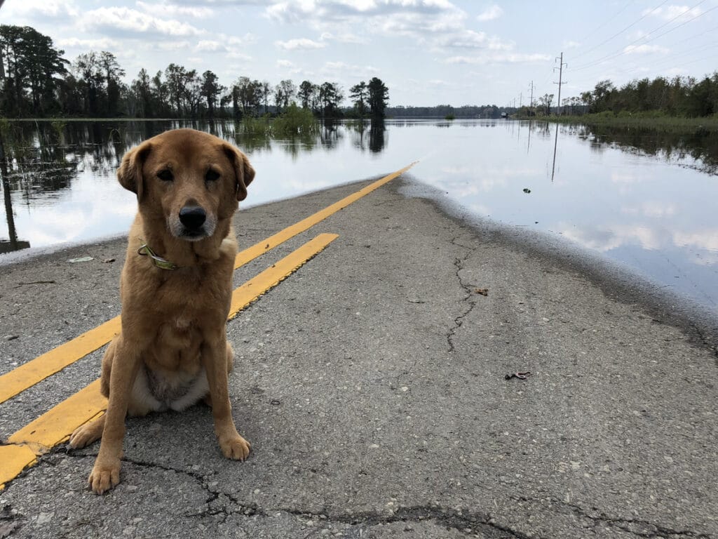 Sad dog on a flooded road