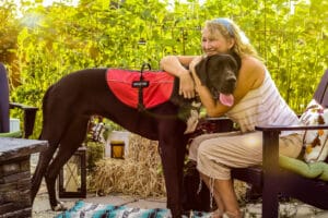 Middle aged woman enjoying her garden patio with her Great Dane service dog