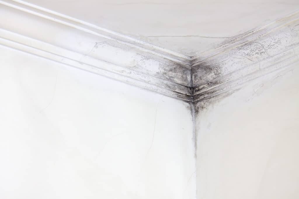 Mold in the corner of a room