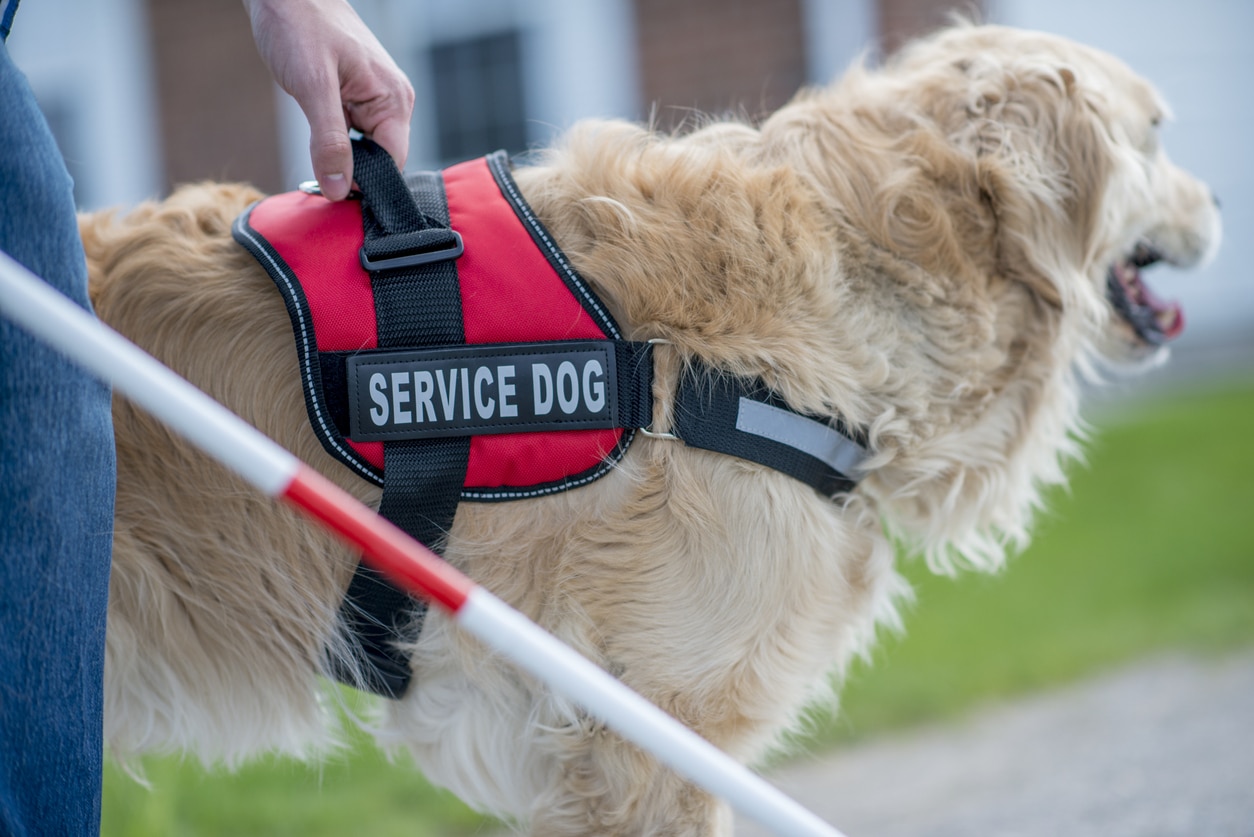 Service dog leading owner