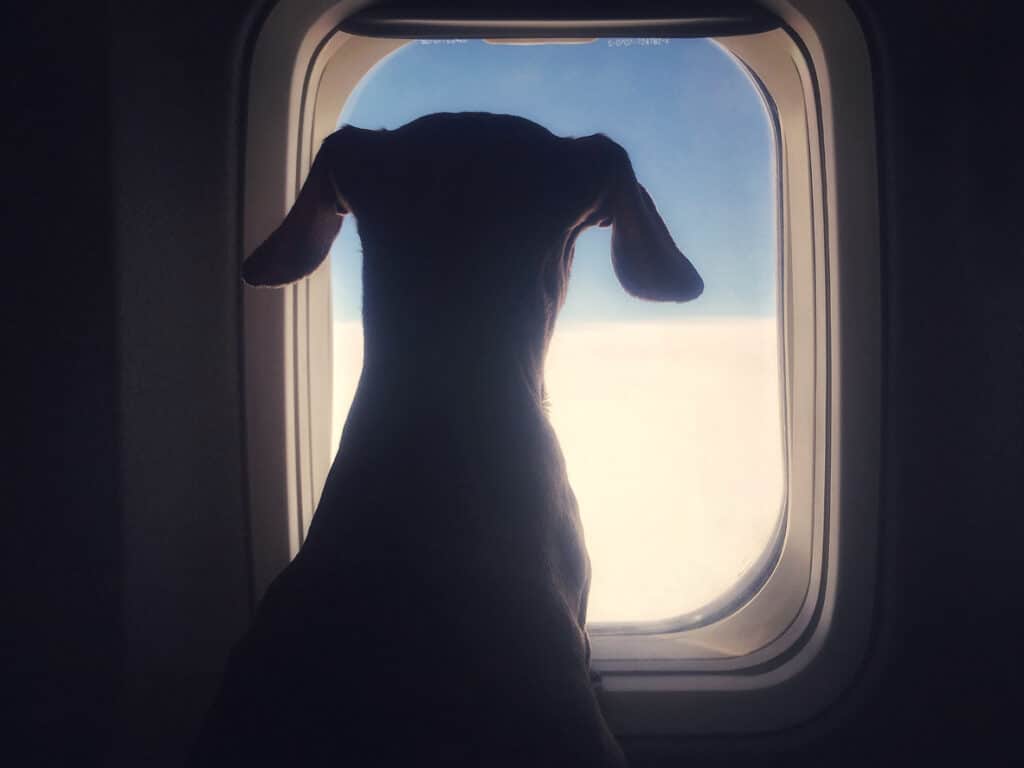 dog looking through an airplane window