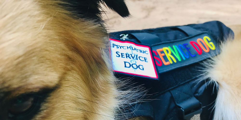 Psychiatric service dog - close up of dog's vest